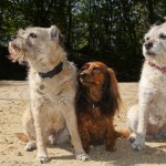 footerpic-dogs-01649-150x150