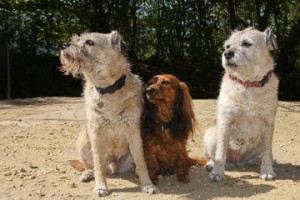 footerpic-dogs-01649-300x200