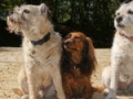 footerpic-dogs-01649-150x150 footerpic-dogs-01649-150x150