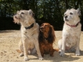 footerpic-dogs-01649-300x200 footerpic-dogs-01649-300x200