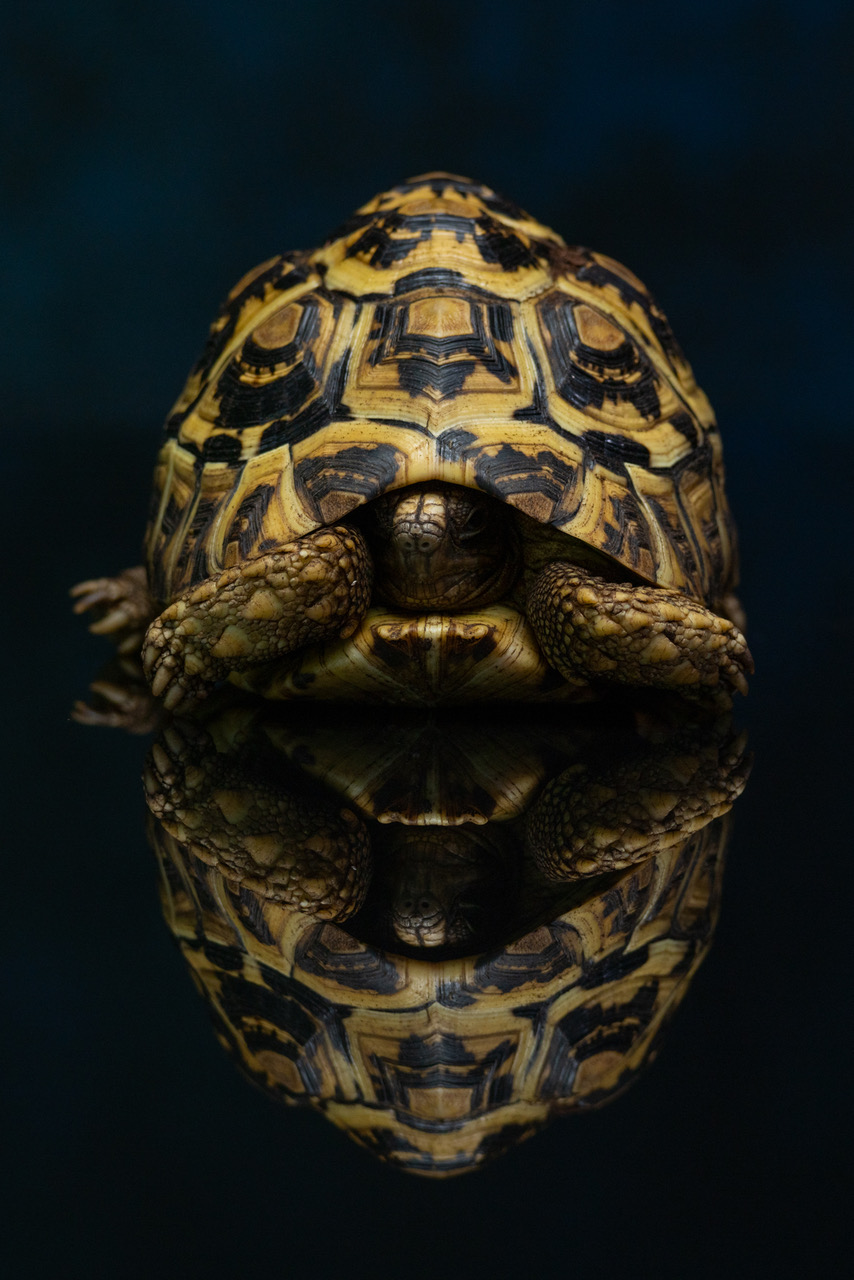 2024_03-dieren-EdwinF-02123