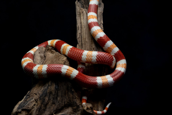2024_03-dieren-EdwinF-02107