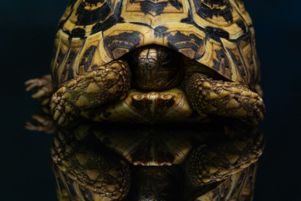 2024_03-dieren-EdwinF-02123