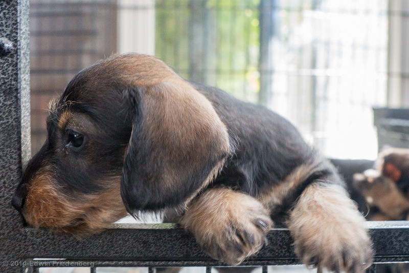 Puppy Puppy