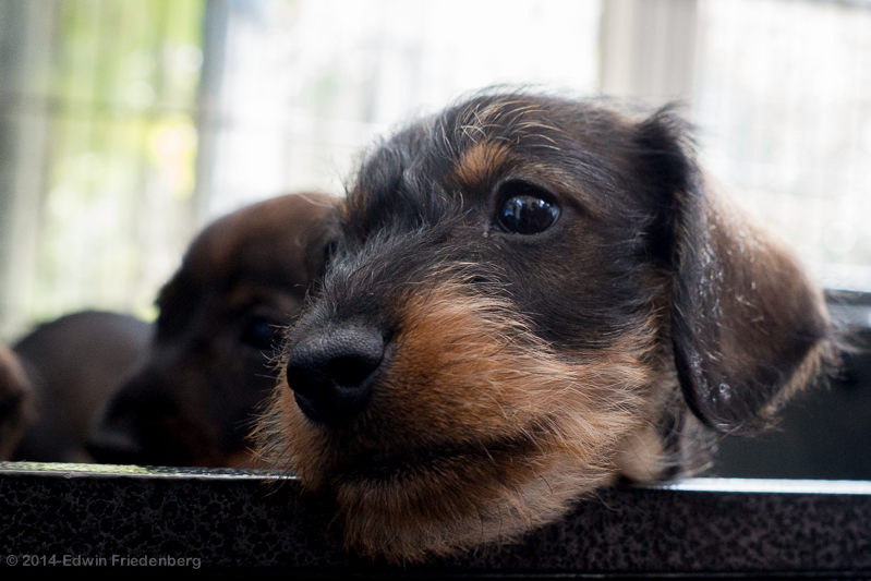 Puppy Puppy