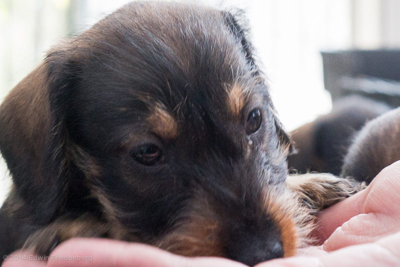 Puppy Puppy