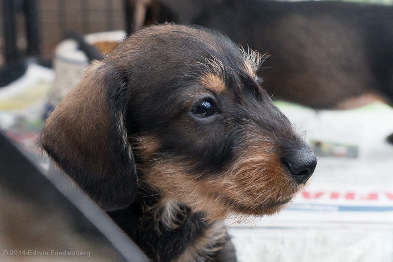 Puppy Puppy