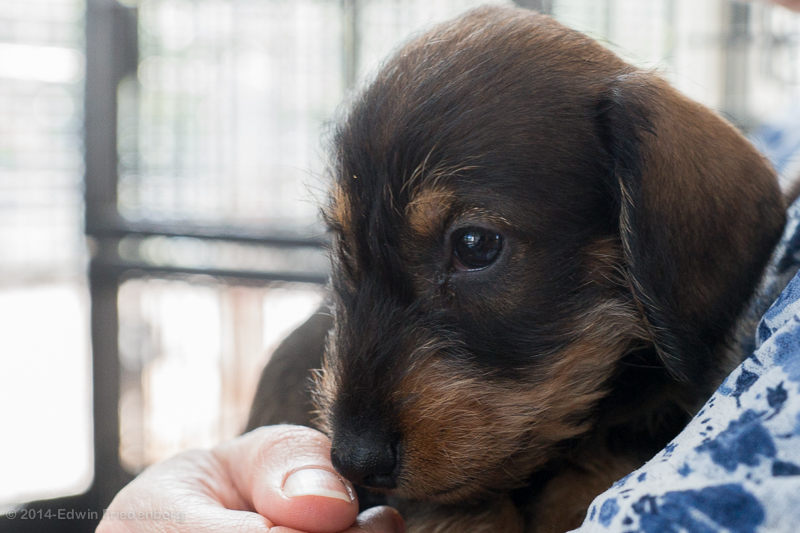 Puppy Puppy