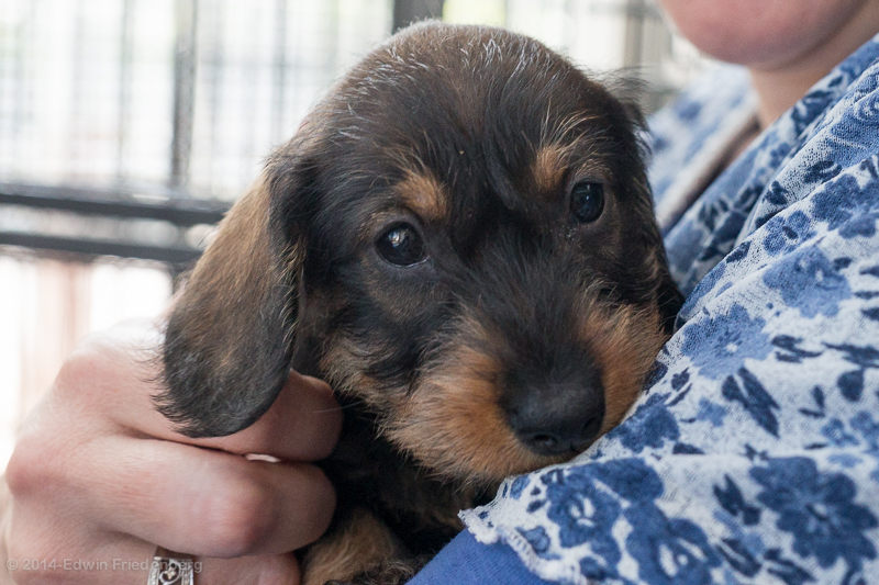 Puppy Puppy