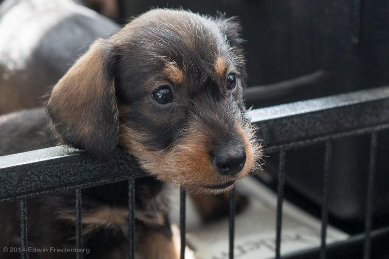 Puppy Puppy