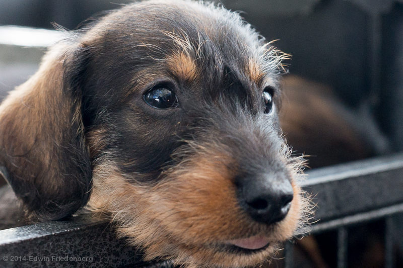 Puppy Puppy