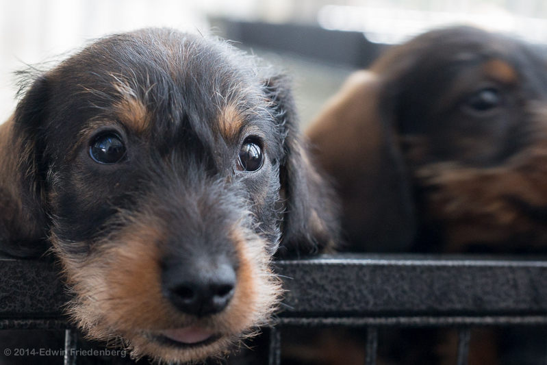 Puppy Puppy