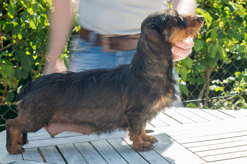 Puppy-moeder Puppy-moeder