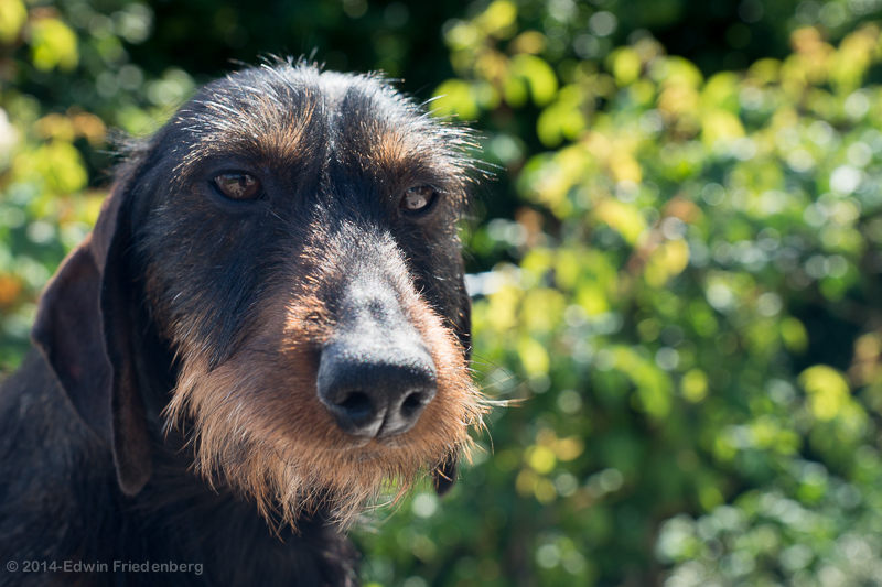 Puppy-moeder Puppy-moeder