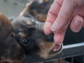 Puppy Puppy