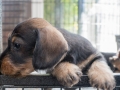 Puppy Puppy