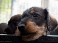 Puppy Puppy