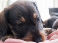 Puppy Puppy