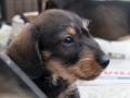 Puppy Puppy
