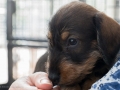 Puppy Puppy