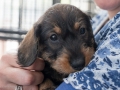 Puppy Puppy