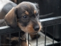 Puppy Puppy