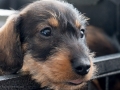 Puppy Puppy
