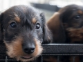 Puppy Puppy