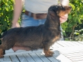 Puppy-moeder Puppy-moeder