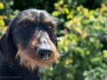 Puppy-moeder Puppy-moeder