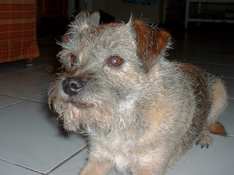 sjakie2008